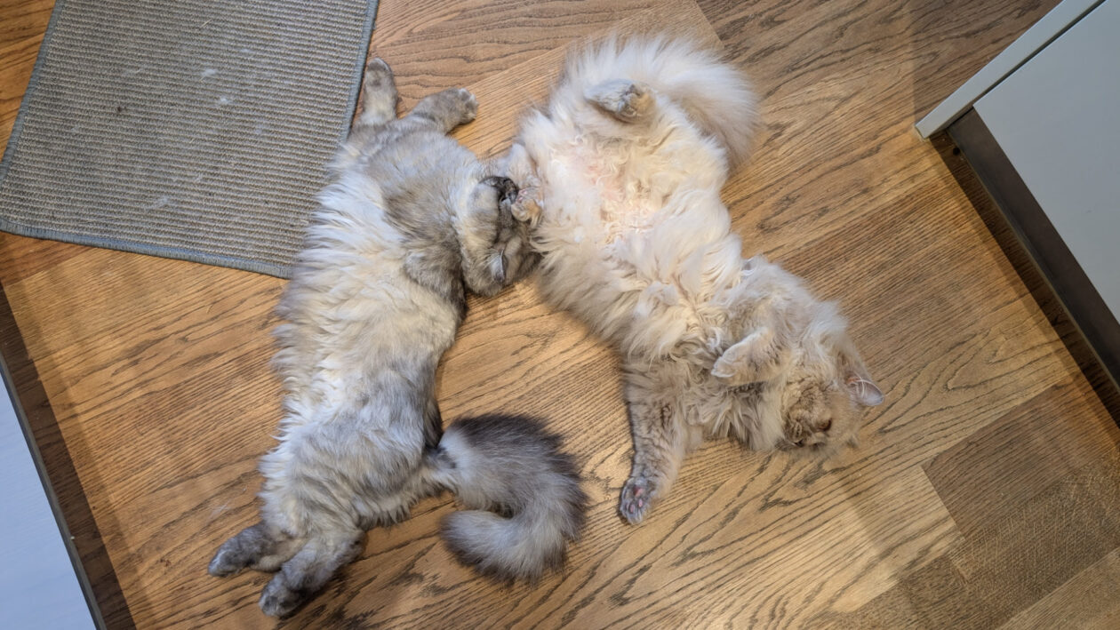 Haben Katzen eine innere Uhr? Joshi und Dino warten in der Küche auf ihr Fressen.