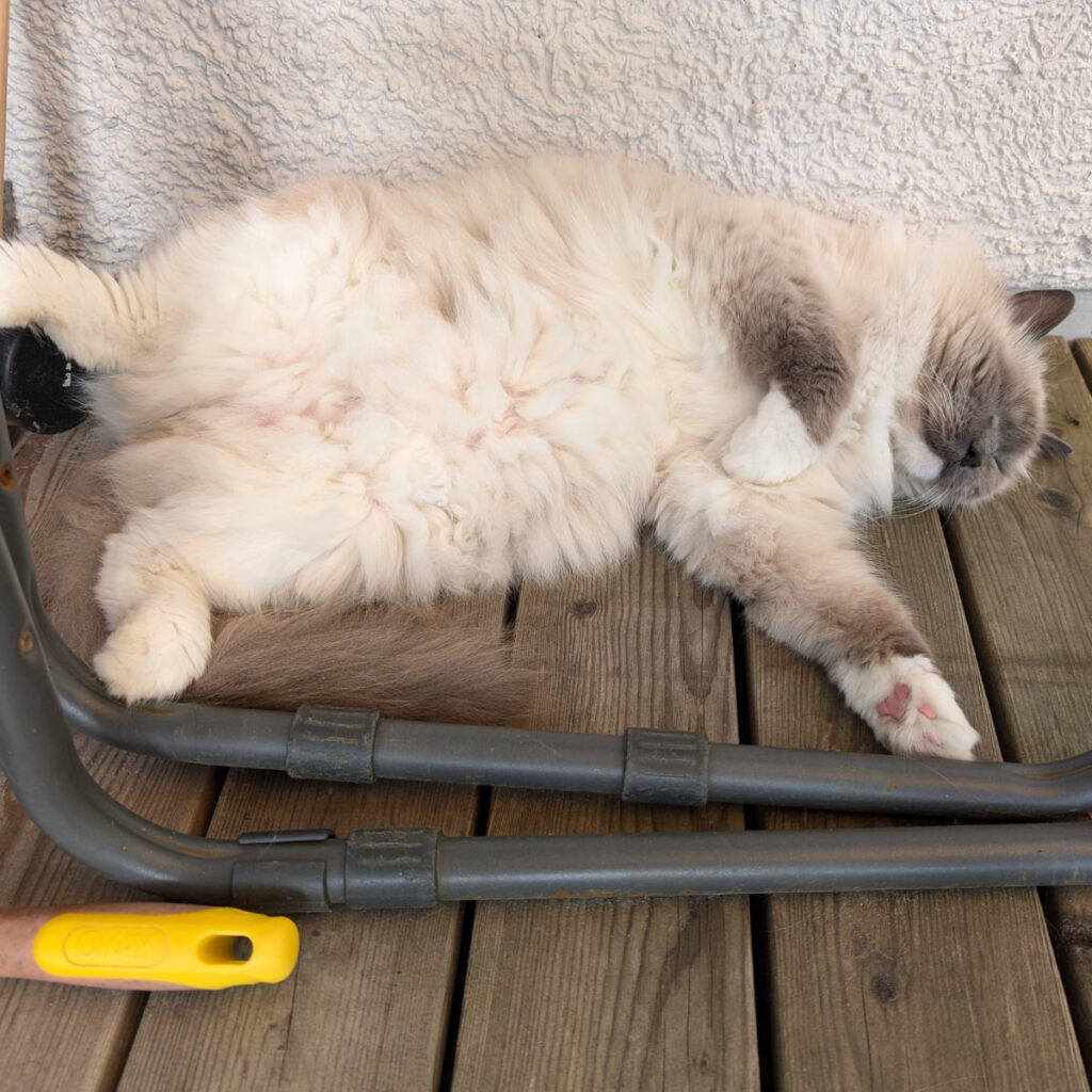 Titus, Ragdoll, entspannt auf der Gartenterrasse