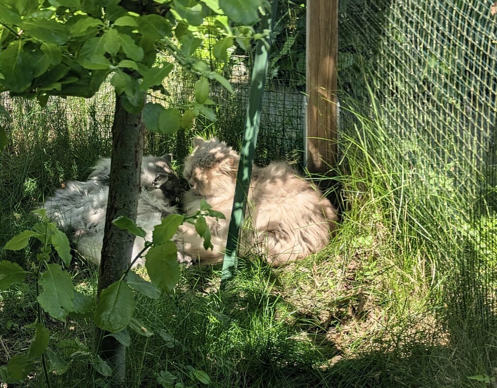 Die Kater Dino und Joshi in ihrem Aussengehege.