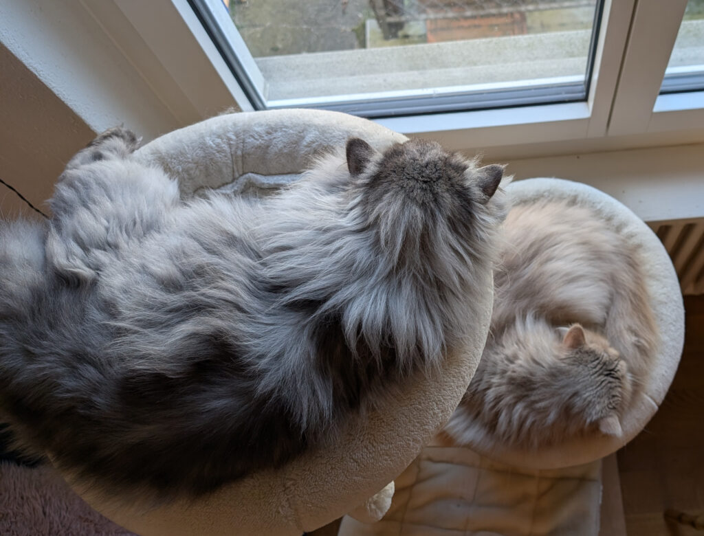 Die Kater Joshi und Dino auf dem Kratzbaum.