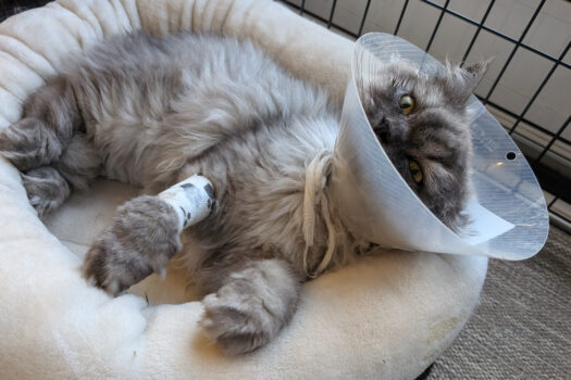 Kater Joshi nach der OP wegen Hüftdysplasie